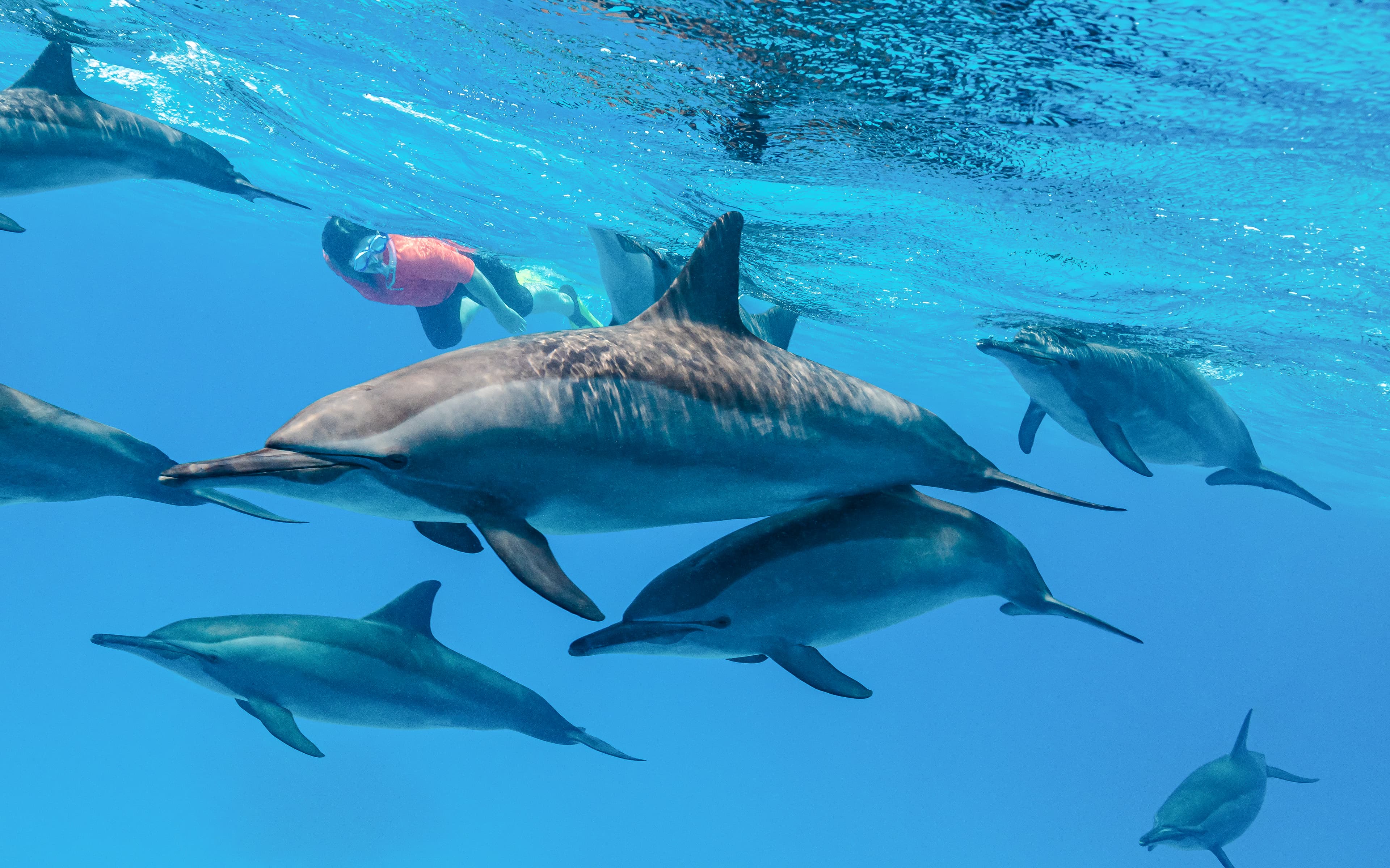 Kangaroo Island: Swim with Dolphins & Seals Snorkel Boat Tour