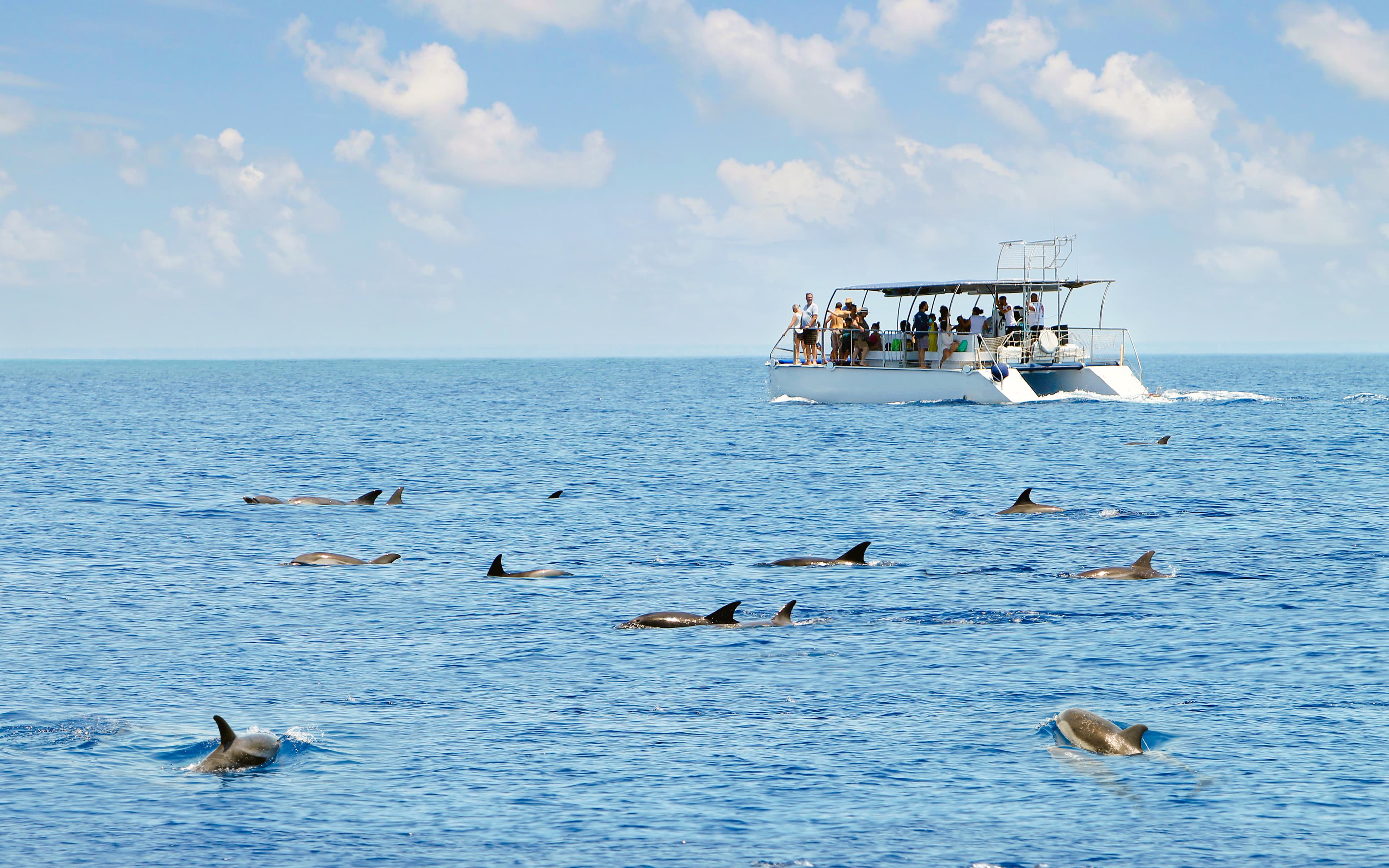 Kangaroo Island Wildlife Spotting Coastal Boat Tour